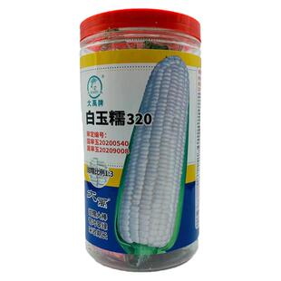 早熟大棒白甜糯玉米种籽水果玉米种子四季超甜粘农家糯春季夏种孑