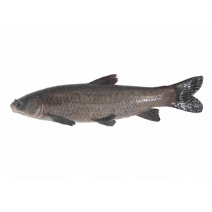 螺蛳青鱼苗半斤大鱼活体淡水大青鱼苗养殖乌皖食用黑皖螺丝青鱼苗