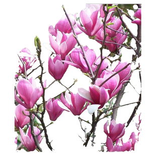 玉兰花树苗紫玉兰红玉兰白黄玉广玉兰庭院大型盆栽植物风景树花苗