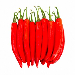 香辣海椒苗秧高产摘不败海椒朝天美人螺丝椒种子四季盆栽干鲜两用