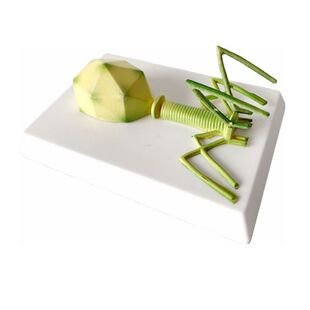 噬菌体模型微生物放大结构冠状病毒流感呼吸道流行杆状狂犬腺病毒