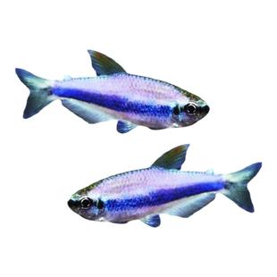 蓝国王灯热带观赏鱼群游蓝帝王皇后灯小型鱼活体好养耐活草缸灯科