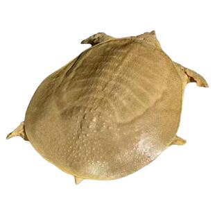 青黄色足斤大公甲鱼商用鲜活外塘野外生态中华老鳖王八水鱼食用