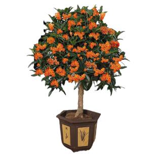 桂花树苗盆栽丹桂四季桂开花金桂室内阳台庭院地栽浓香型花卉植物