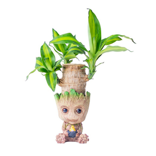 巴西木幸运木花盆室内办公室桌面盆栽格鲁特水培懒人植物净化空气