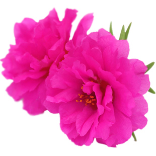 松叶牡丹重瓣太阳花种子花籽包邮好养易种春播阳台室内外盆栽花卉