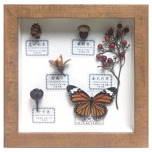 立体昆虫标本手工干花枯叶植物果实树叶蝴蝶相框挂壁画装饰标本画