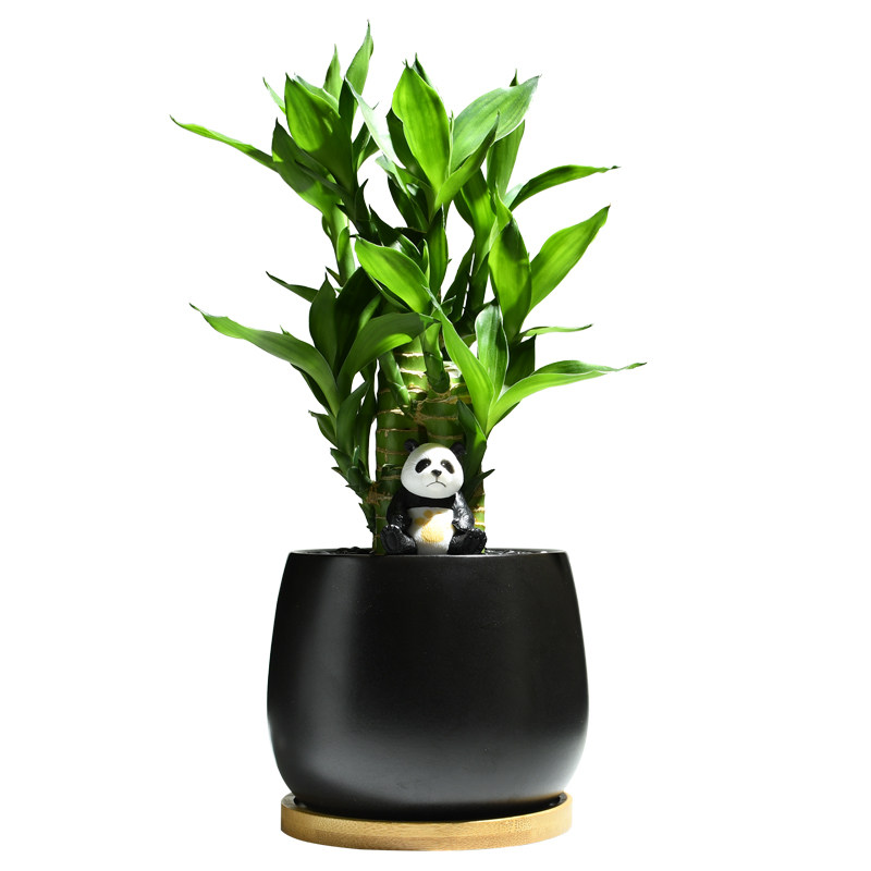 富贵竹室内植物节节高桌面绿植带根好养步步高花卉文昌竹客厅盆栽