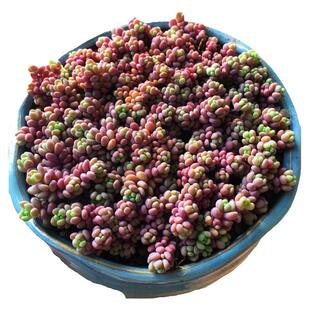 大姬星美人蓝紫色黄绿色护盆草类多肉植物清晟园艺满38包邮