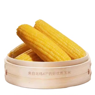 东北玉米糯玉米新鲜黄糯玉米真空包装软黏粘加热即食甜糯米玉米棒