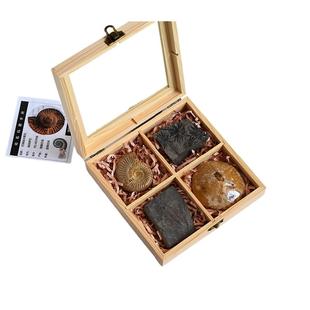 天然古生物菊石三叶虫鲨鱼牙化石套盒儿童科普教收藏学摆件伴手礼