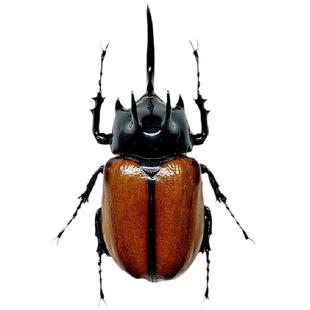 素吉五角大兜虫甲虫蒸汽朋克真昆虫标本湿虫未整姿科普生物教学A1