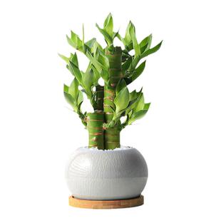 文昌竹富贵竹盆栽步步高室内桌面迷你绿植小办公室懒人植物竹子