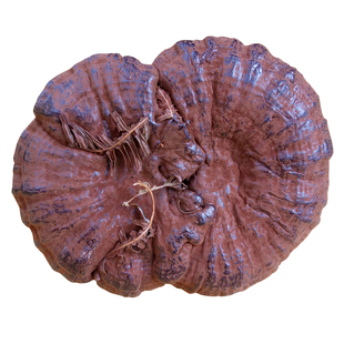 孢子粉芝片 500克赤芝片 九连山灵芝片 半野生灵芝切片林芝紫灵芝