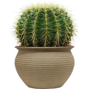 耐热仙人掌耐旱金虎仙人球大仙人球美国龙舌兰沙生植物花境造景