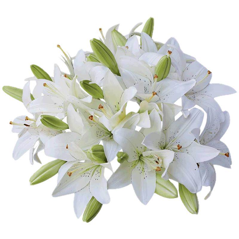 秋百合种球根可阳台盆栽花园地栽眼线多年生花种籽子虹越新手易养