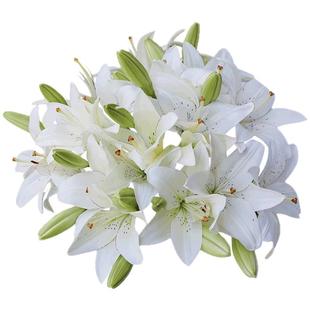 百合种球花进口可盆栽地栽四季阳台花园多年生眼线种籽虹越现货