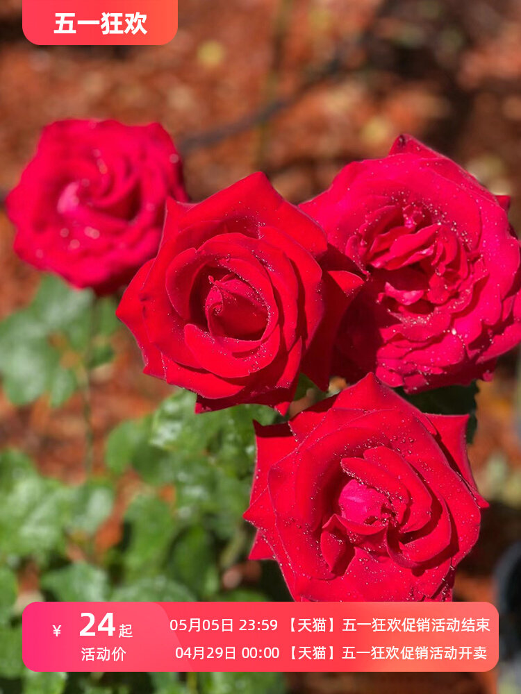 亚克力红大花月季苗浓香庭院多季盆栽灌木绯扇红双喜切花玫瑰花苗