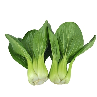 四川青梗菜种子小瓢儿菜种籽青菜种子苏州青蔬菜种子家庭阳台盆栽