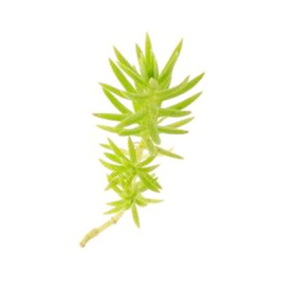中华景天多年生耐寒佛甲草