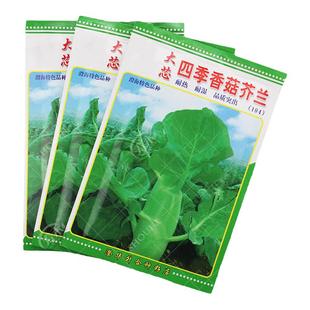 大芯香菇芥兰种子四季大芥蓝广东鸡腿芥蓝菜秋季菜种春种籽孑菜籽