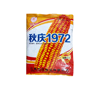 大田玉米种子秋庆1972云南包谷种子产量高适应中高海拔播种