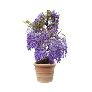 花彩紫藤树苗爬藤植物攀援多年生花卉庭院阳台屋顶春季树苗花墙