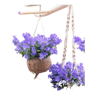 进口风铃草 欢乐钟声 花苗耐热耐寒花期长花量大庭院阳台草本花卉