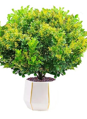 香水米兰花带花苞阳台四季开花