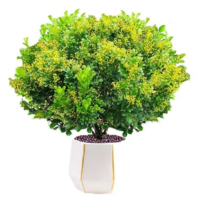 香水米兰花带花苞阳台四季开花