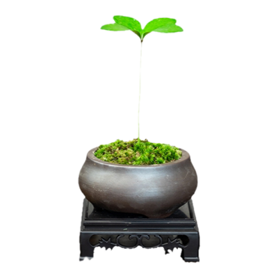 墨西哥铁树茶桌办公室四季常青