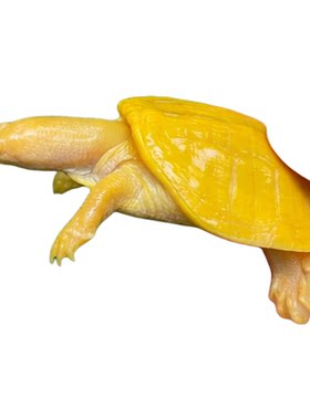 黄金鳖活体观赏宠物吃粪
