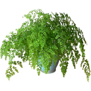 飞雪铁线蕨绿植盆栽水培净化空气耐寒室内阳台庭院好养绿植易爆盆