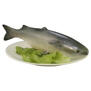 仿真深海鱼类模型装饰道具 中华鲟时鱼带鱼乌头鱼欧鳗鱼玩具包邮