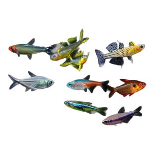 黑尾大勾鱼热带灯科鱼观赏鱼小型巴西宝莲灯活鱼淡水鱼苗红绿灯