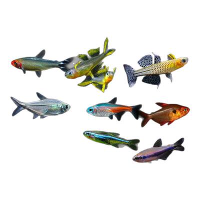 黑尾大勾鱼观赏鱼宝莲灯红绿灯鱼