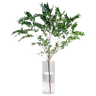 云南清香木水培植物鲜切枝水养插花顺丰包邮鲜花云南基地直发