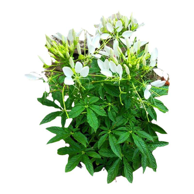 香水盆栽户外庭院醉蝶花包邮