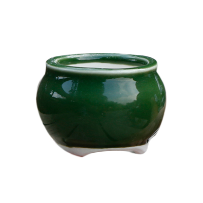 迷你小盆狼尾蕨栽盆桌面微景观