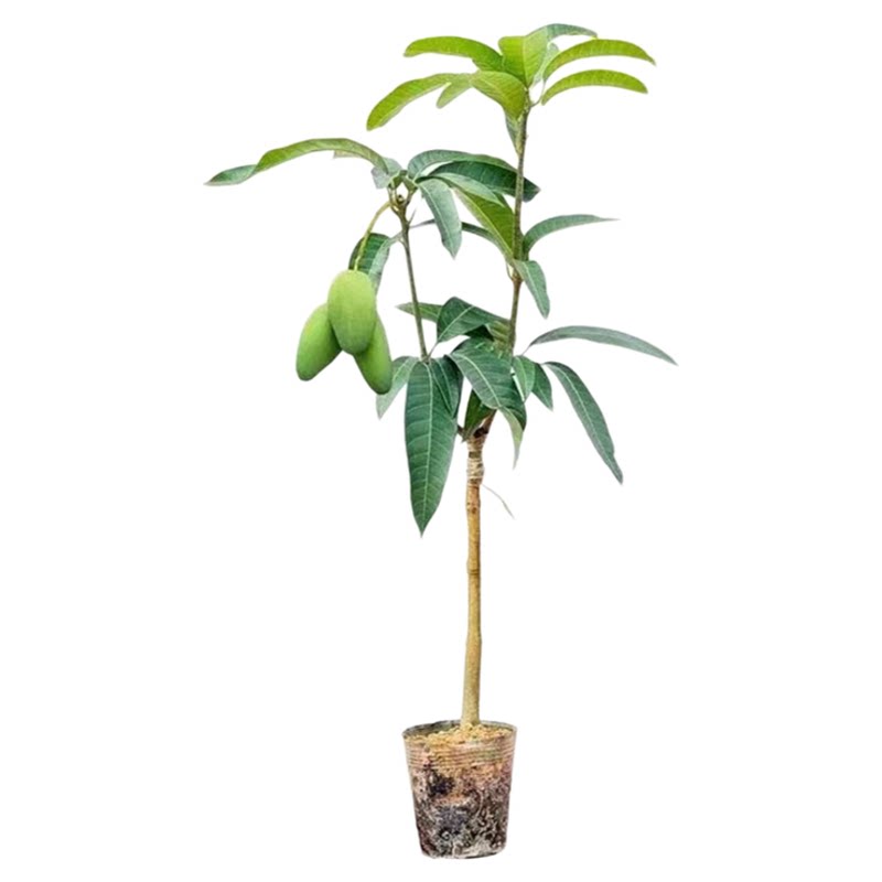 芒果树苗带土带叶发货