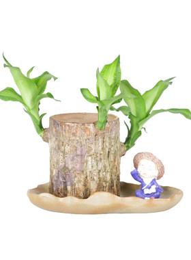 水养办公格鲁特四季水培幸运木