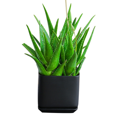 芦荟盆栽室内净化空气植物耐干