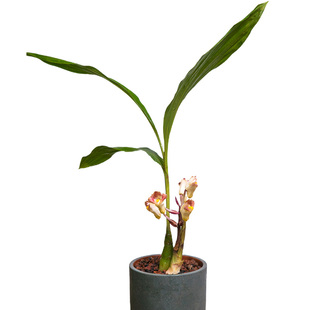 云南露天种植坛花兰耐干好养宽大叶不落叶喜阴室内兰花精品鹤顶兰