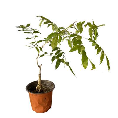 长穗紫藤花树苗爬藤绿植花园阳台