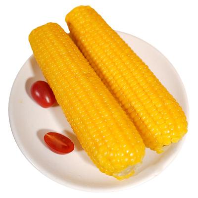当季新鲜有机黄甜粘糯玉米天勤产