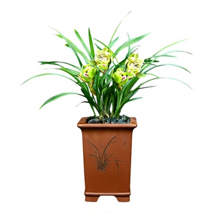 兰花苗春兰九仙牡丹 现带花苞 精品国兰浓香四季好养花卉绿植盆栽