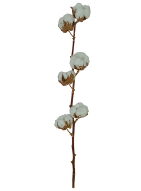 天然干枝棉花树枝干花花束摆拍