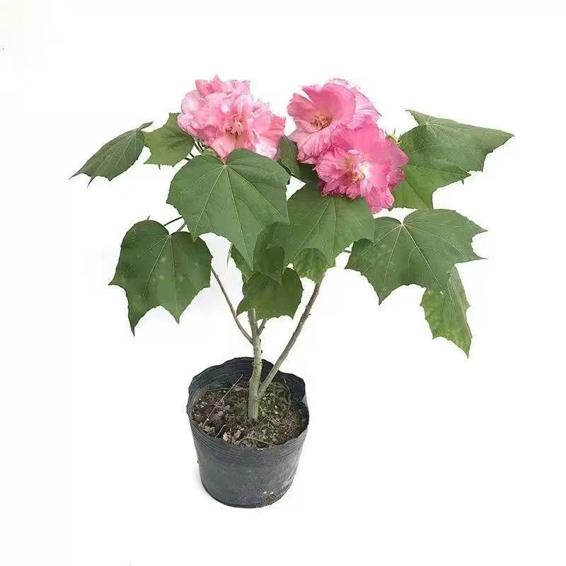 芙蓉花盆栽重瓣树苗特大号三醉木