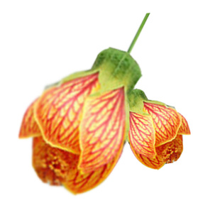 木本灯笼花苗 风铃扶桑花,纹瓣悬铃花 金铃花盆栽苗 倒挂金钟花苗