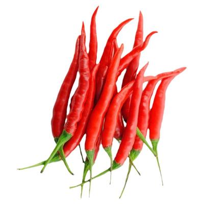 朝天椒苗子朝天椒秧苗四季蔬菜苗